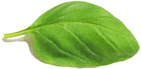 Mentha piperita leaf